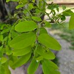 Robinia viscosa List