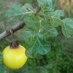 Solanum linnaeanum ഫലം