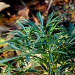 Helleborus foetidus Leaf