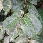 Elaeagnus macrophylla List