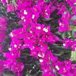 Bougainvillea glabraBlomst