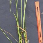 Cyperus aggregatus Іншае