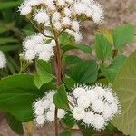 Ageratina adenophora Цвят