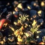 Astragalus monoensis Hábito