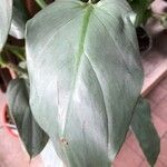 Philodendron hastatum Hoja