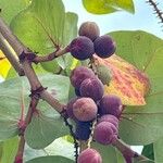 Coccoloba uvifera Fruto