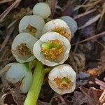 Pyrola minor 花