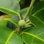 Cornus hongkongensis ഫലം