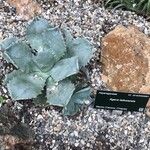 Agave isthmensis List