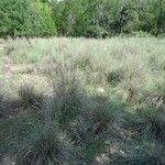 Muhlenbergia lindheimeri عادت