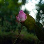 Nelumbo nucifera 花