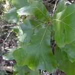 Quercus marilandica Leaf