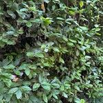 Laurus novocanariensis Лист