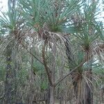 Pandanus spiralis Hábito