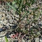 Lactuca saligna Leaf