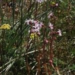 Lithophragma glabrum ശീലം