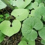 Asarum canadense Liść