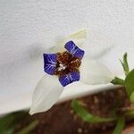 Trimezia gracilis Λουλούδι