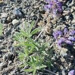 Lupinus formosus Flower