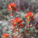 Castilleja coccinea Habit