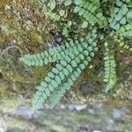 Asplenium trichomanesЛіст