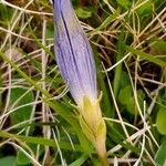 Gentiana acaulis Flower