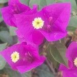 Bougainvillea glabraKwiat