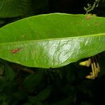 Marcgravia nepenthoides Leaf