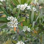 Pyracantha angustifolia Flor