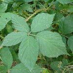 Rubus sprengelii その他の提案