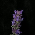 Nepeta ciliaris Habitus