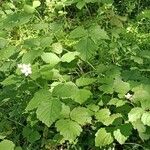 Rubus pruinosus Habit