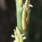 Stenotaphrum dimidiatum Kukka