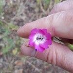 Eudianthe coeli-rosa Flower