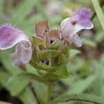 Prunella hyssopifolia Meyve