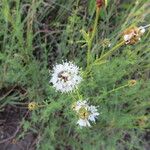 Dalea multiflora Хабит