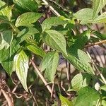 Clematis chrysocoma Hoja