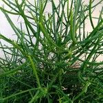 Euphorbia tirucalli Φύλλο