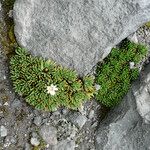 Xenophyllum rigidum Yeri