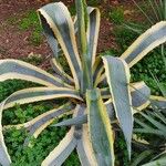 Agave americana Агульны выгляд