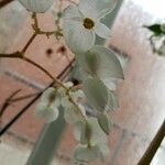 Begonia santos-limae 花
