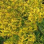 Senecio ovatus Flower