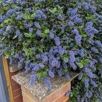 Ceanothus thyrsiflorusBlomma