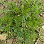 Seseli peucedanoides Hoja