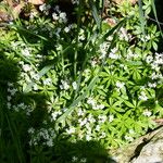 Galium odoratumKvet