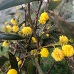 Acacia paradoxa Květ