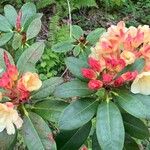 Rhododendron aureum Цвят