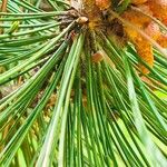 Pinus heldreichii Folha