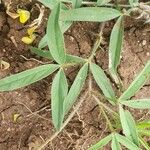 Crotalaria chrysochlora Hostoa