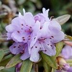 Rhododendron hippophaeoides Floare
